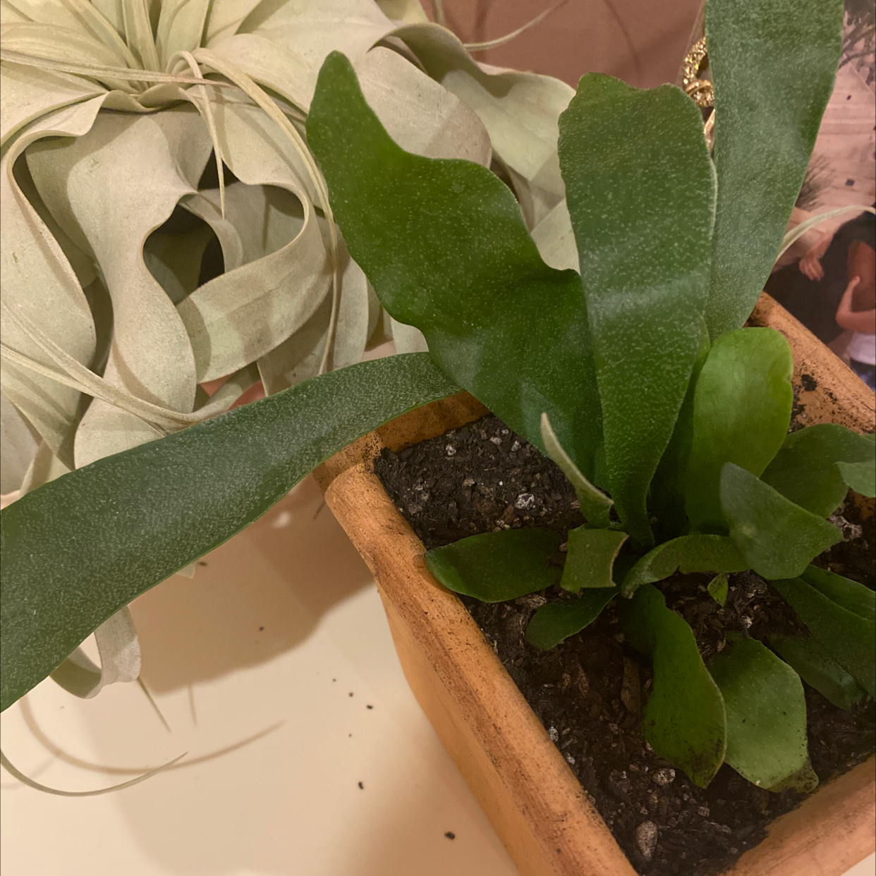 Potted Elkhorn Fern with healthy green leaves and visible soil.