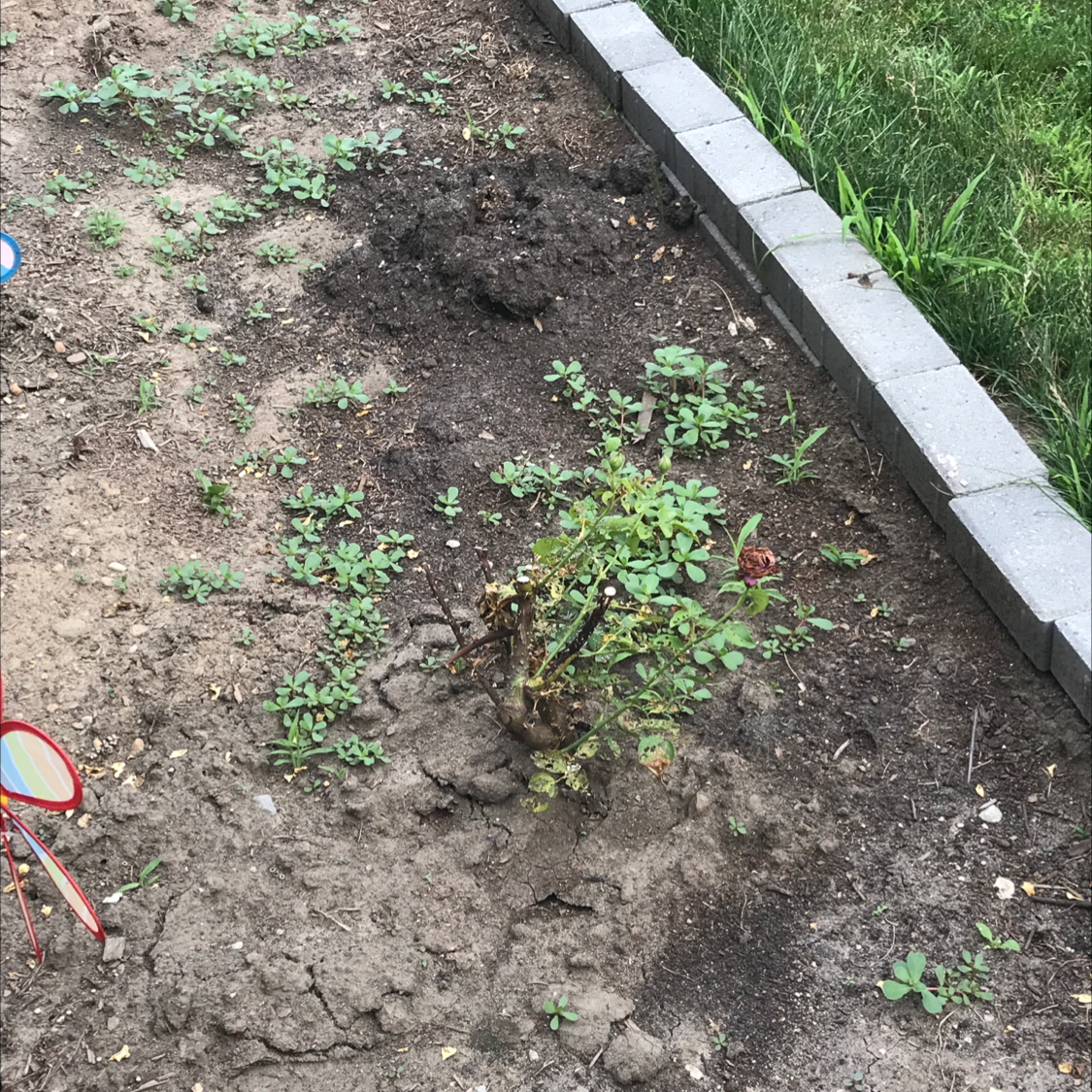 Photo of the plant species Tall Yellow Sweetclover by Margo named Purple rose on Greg, the plant care app