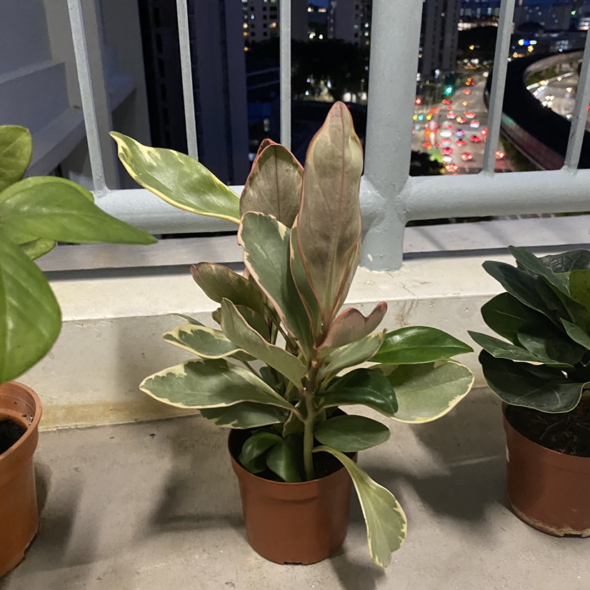 Jelly Peperomia plant in a pot on a balcony with variegated leaves.