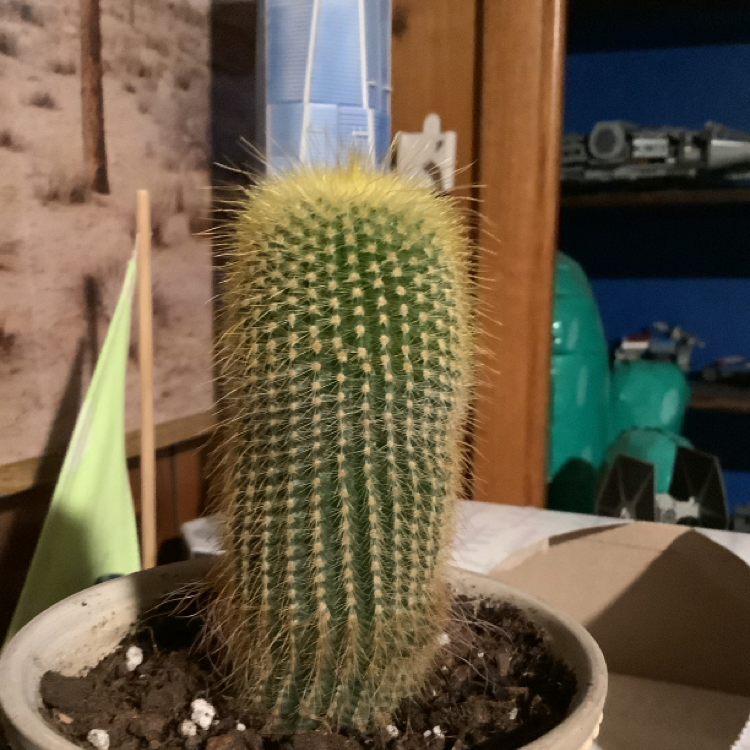 Parodia Leninghausii plant photo by @Levisplants named Yellow Tower Cactus on Greg, the plant care app.