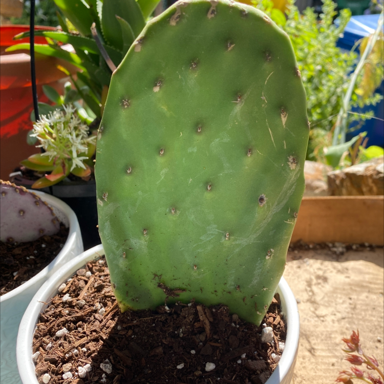 Photo of the plant species Smooth Prickly Pear by Sarah named Spike the prikley pear cactus on Greg, the plant care app