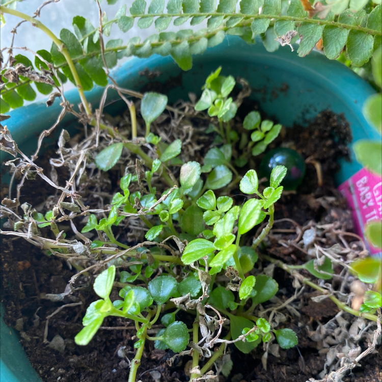 Photo of the plant species Giant Baby Tears by Sarah named Cry Baby on Greg, the plant care app