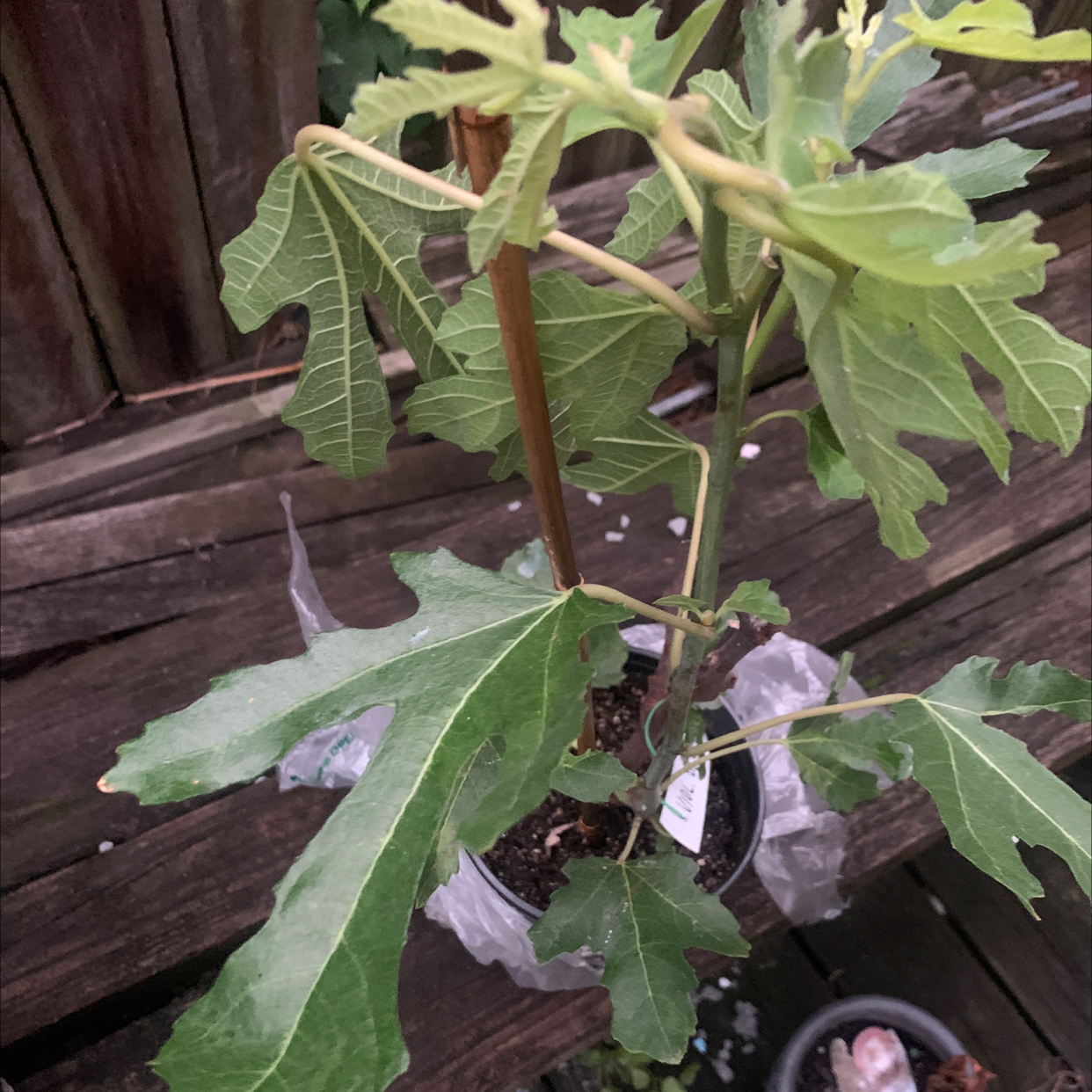 Brown Turkey Fig plant in a pot with some yellowing leaves, well-framed and centered.