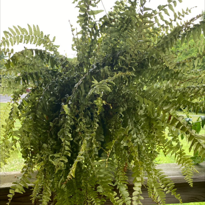 Boston Fern plant photo by @Justagirlwithaplant named Valentina￼ on Greg, the plant care app.
