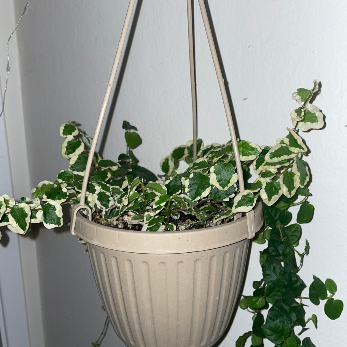 Healthy and thriving variegated Creeping Fig plant in a hanging basket with lush, green foliage cascading over the sides.