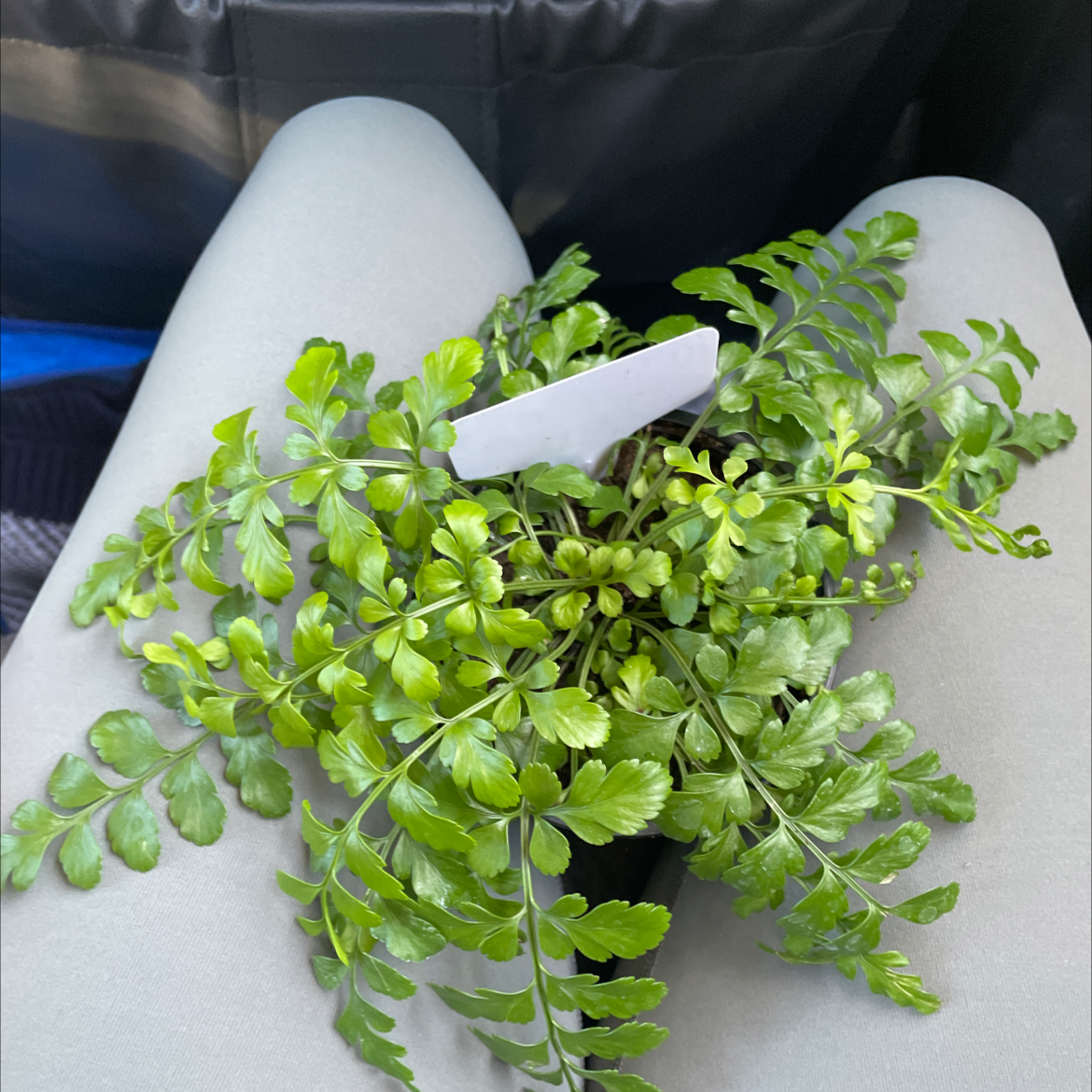Healthy Maidenhair Fern with vibrant green leaves, well-framed and centered.