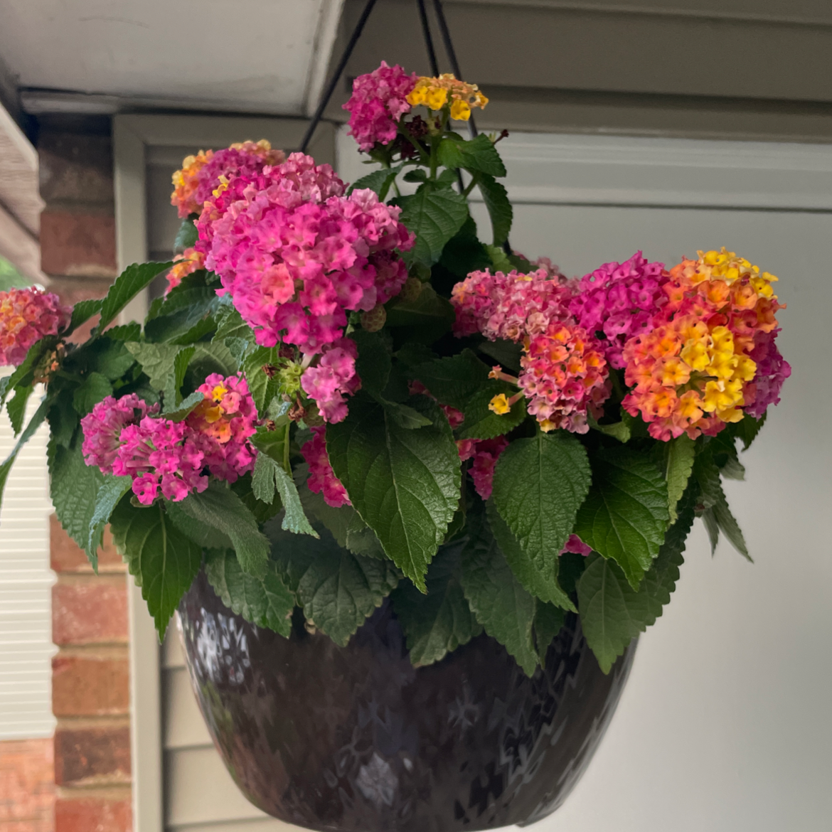 Lantana plant in a hanging pot with vibrant pink, yellow, and orange flowers.