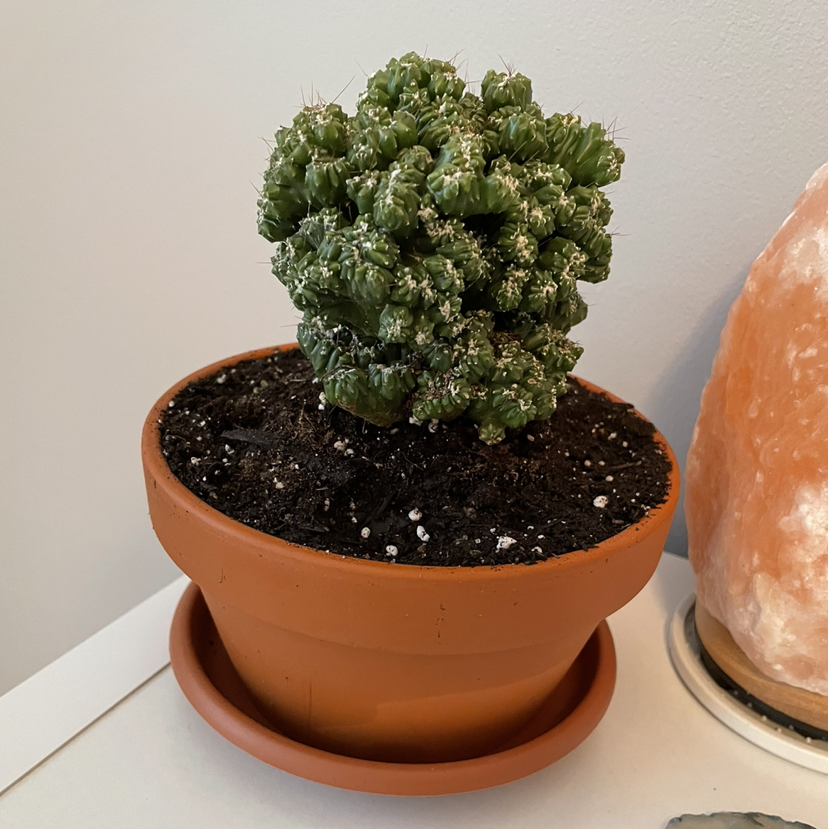 Columnar Cactus in a terracotta pot with visible soil, appears healthy.