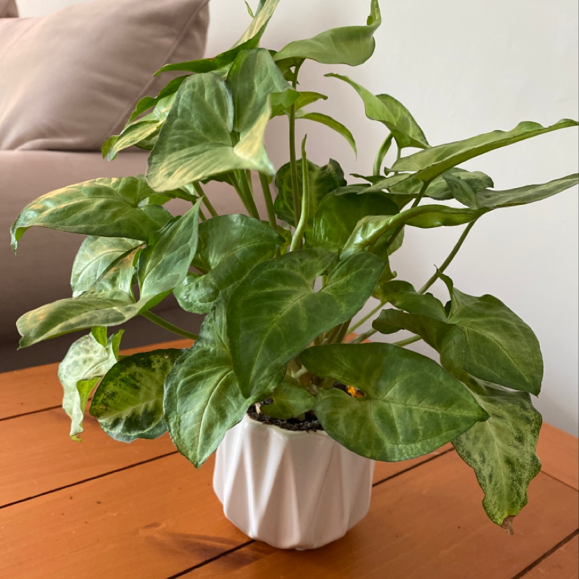 Plant care for Alyxia veillonii on Greg, the plant care app