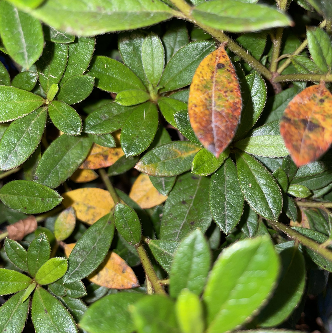 Satsuki azalea plant with green leaves, some showing yellowing and browning.