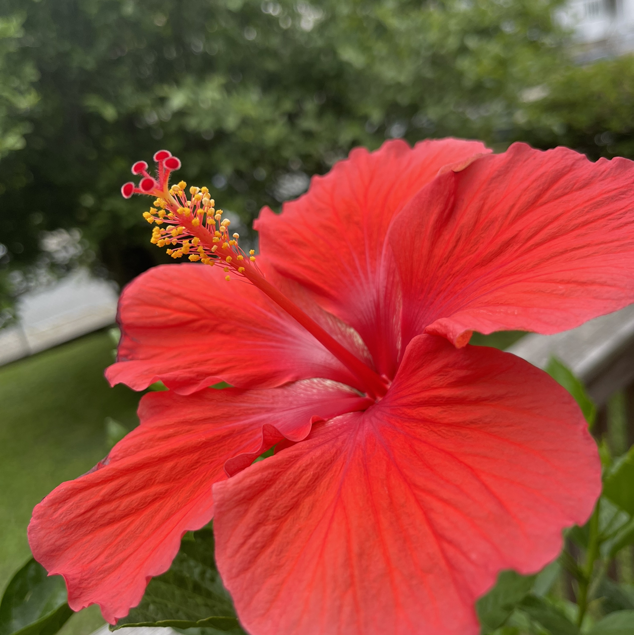 Photo of the plant species Hibiscus Tree by @jjgrimley named Helga on Greg, the plant care app