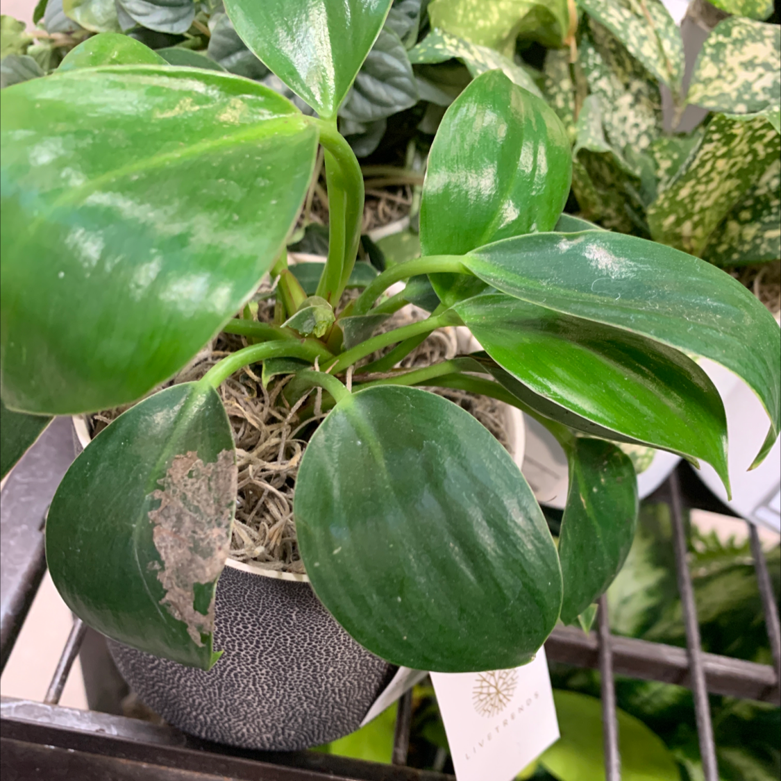 Philodendron 'Majestic' plant in a pot with healthy green leaves and some browning on one leaf.