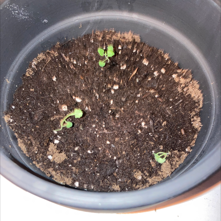 Photo of the plant species Catnip by @saltee7 named Knipp on Greg, the plant care app