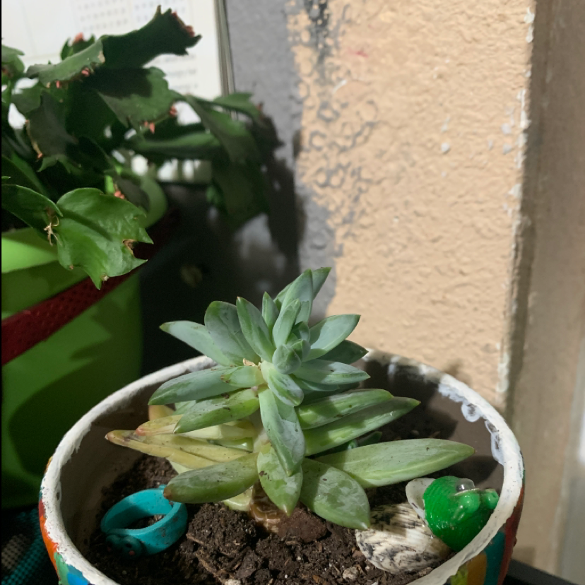 A healthy succulent plant in a small pot with visible soil, another plant in the background.