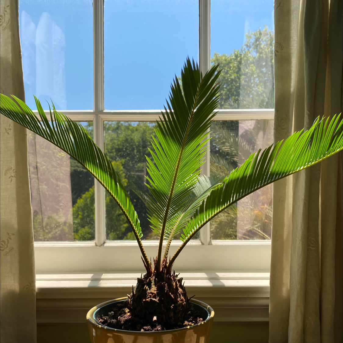Photo of the plant species Sago Palm by Mckenzie named Egor on Greg, the plant care app