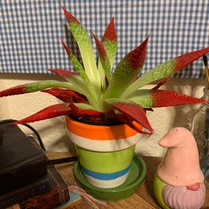 Aloe Aristata plant photo by @PlantasMyWorldas named Arlo on Greg, the plant care app.