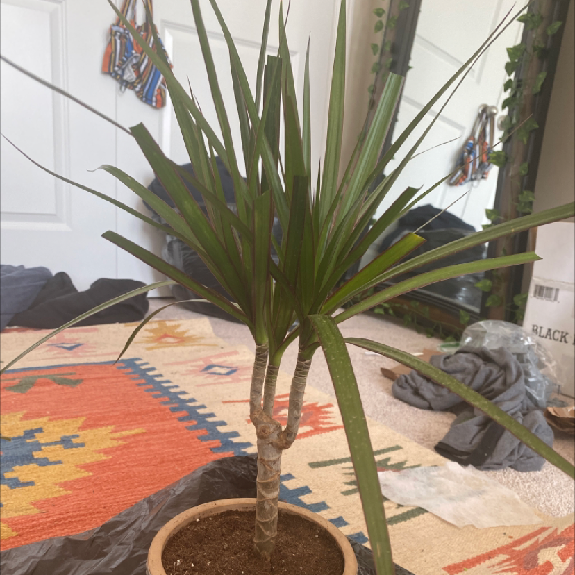 Dragon Tree plant photo by @Bigpotbigplantz named Trope on Greg, the plant care app.