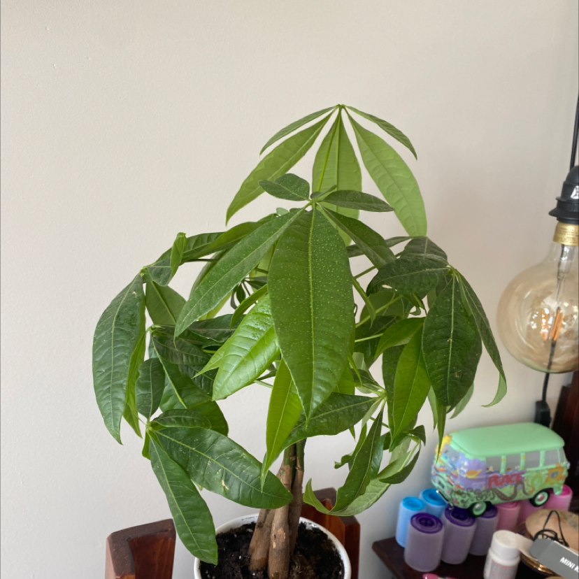 Money Tree plant photo by @Bigpotbigplantz named Willow on Greg, the plant care app.