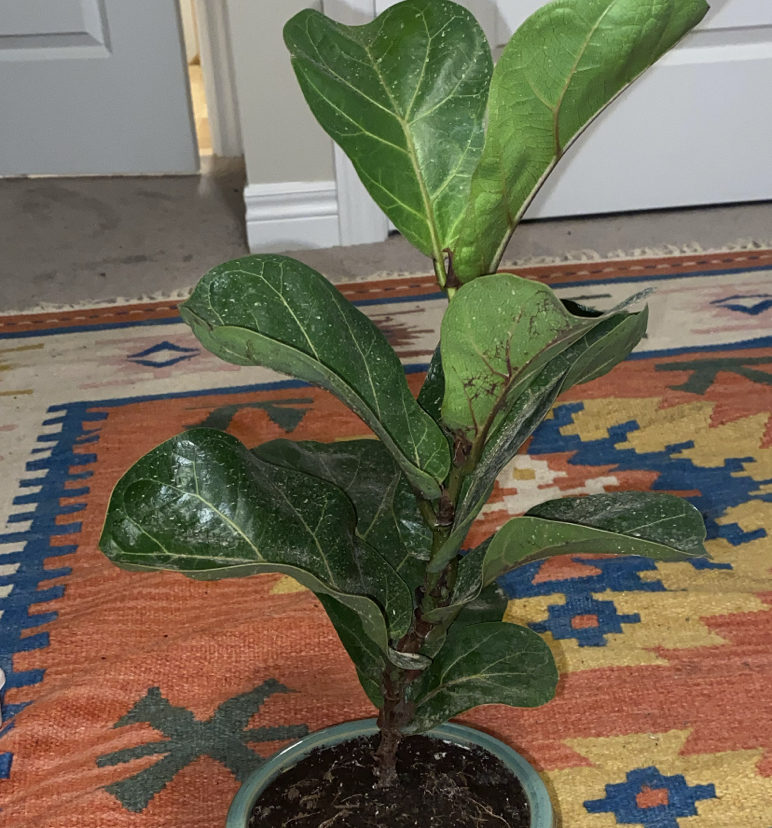 Fiddle Leaf Fig plant photo by @Bigpotbigplantz named Bambino on Greg, the plant care app.