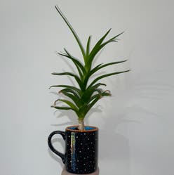 Echeveria 'Black Knight' plant