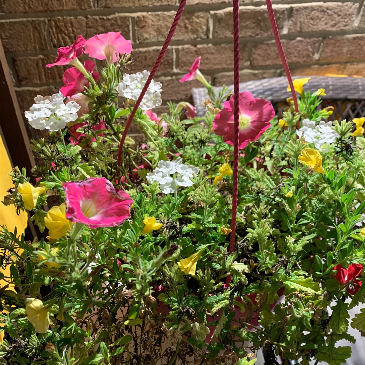 Photo of the plant species Moss Rose Purselane by @Bebaflawless named Pinki A on Greg, the plant care app