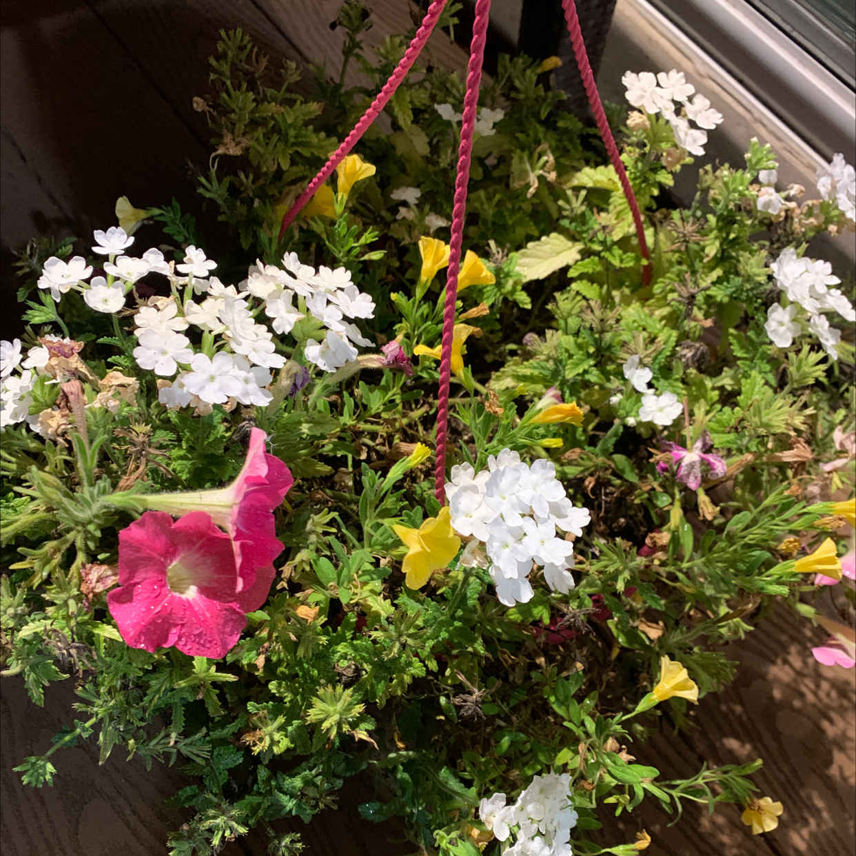 Photo of the plant species Garden Phlox by @Bebaflawless named Pinki B on Greg, the plant care app