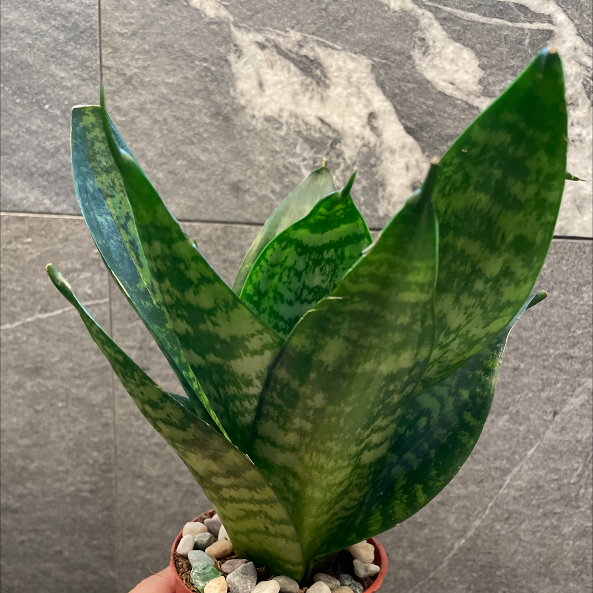 Snake Plant plant photo by @audhomesg named Snake plant green on Greg, the plant care app.