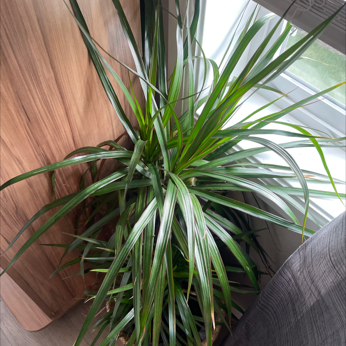 Close-up of a healthy, mature variegated Song of India plant with long, striped green leaves radiating from the center.