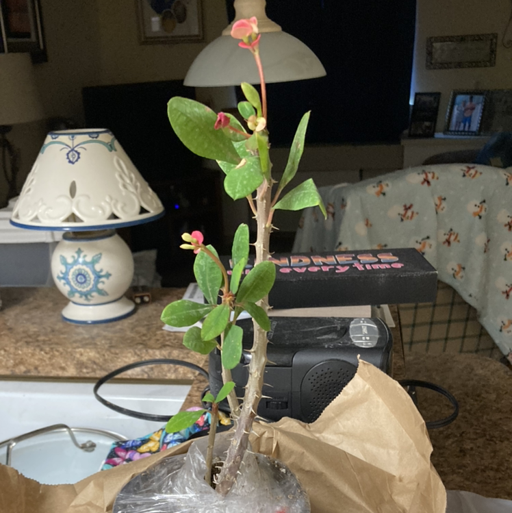 A healthy Crown of Thorns plant with green leaves and red flowers in a glass vase on a table in a home.