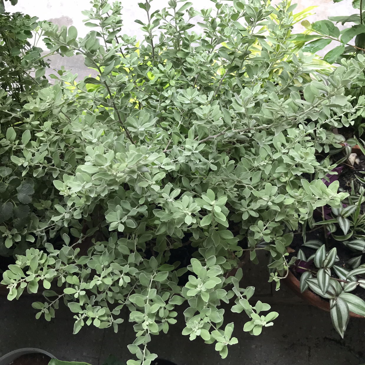 Lush Texas Barometer Bush with small, rounded leaves, surrounded by other plants.