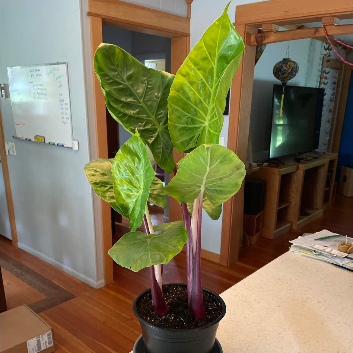 A healthy Alocasia Pink Dragon plant with vibrant green leaves and pink stems in a pot.