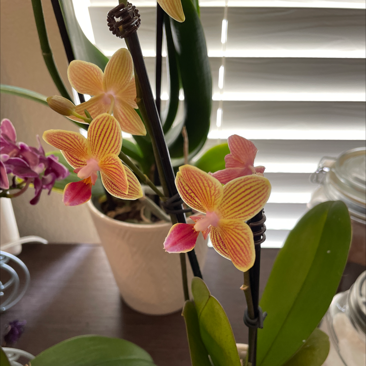 Photo of the plant species Phalaenopsis 'Lianher Orange' by Jaclyn named Merryweather on Greg, the plant care app