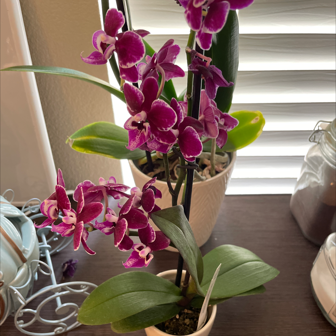 Photo of the plant species Phalaenopsis 'Lianher Orange' by Jaclyn named Fauna on Greg, the plant care app