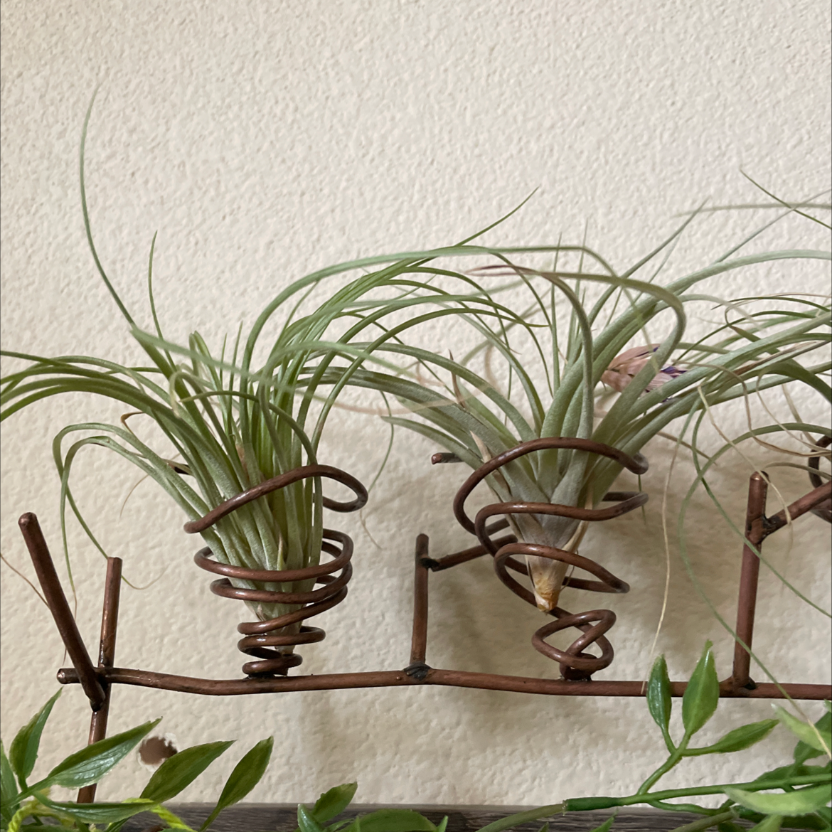 Two healthy Bulbosa Air Plants mounted on a metal structure with green leaves at the bottom.