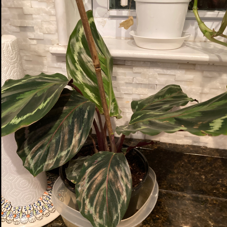 Potted Cathedral Windows plant with variegated leaves showing some yellowing and browning.