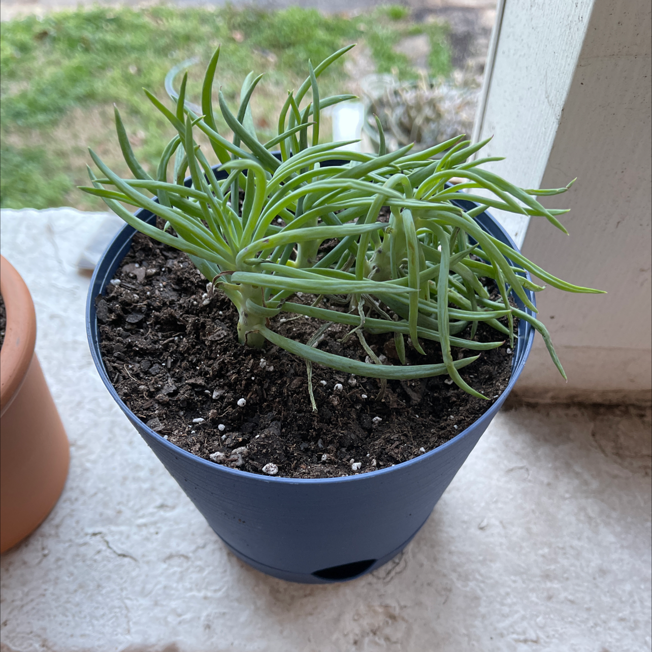Potted Succulent Bush Senecio plant in a blue pot with visible soil.