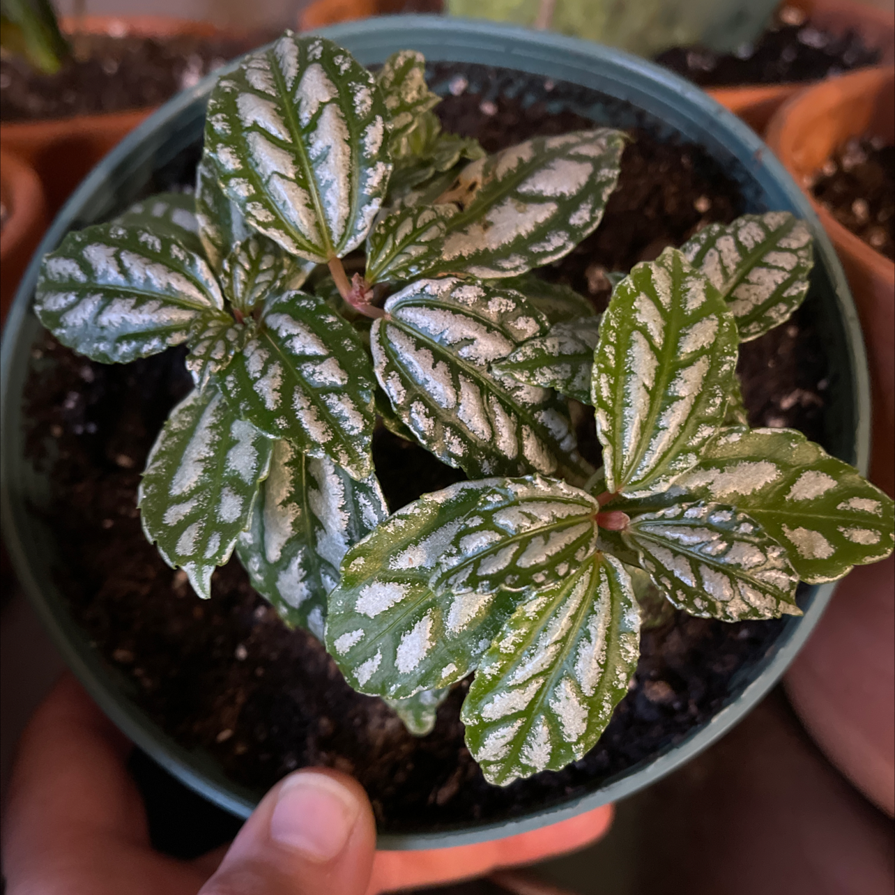 Healthy Aluminum Plant (Pilea cadierei) in a pot with vibrant leaves and characteristic silver markings.