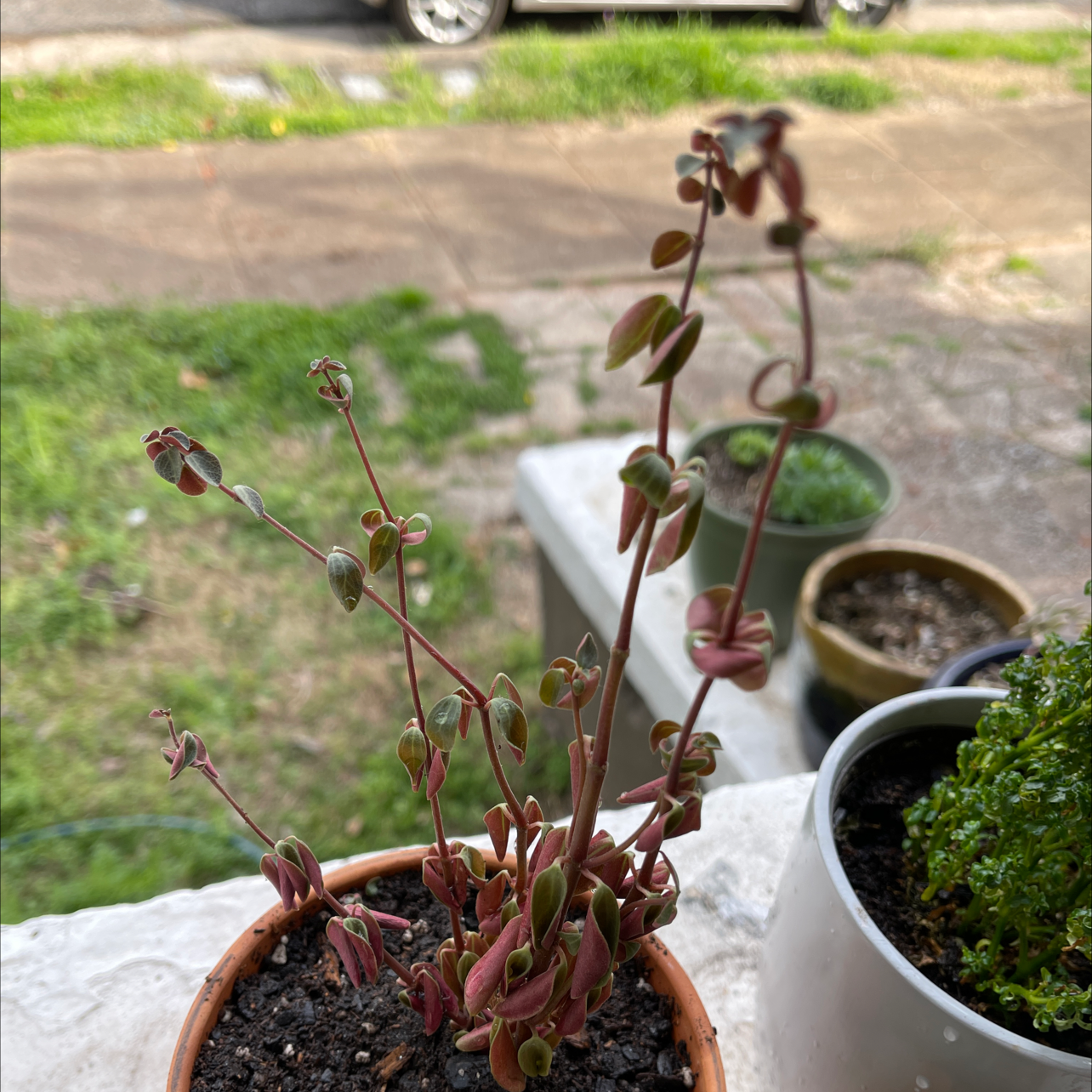 Peperomia Red Log plant in a small pot with visible soil, healthy stems, and leaves.