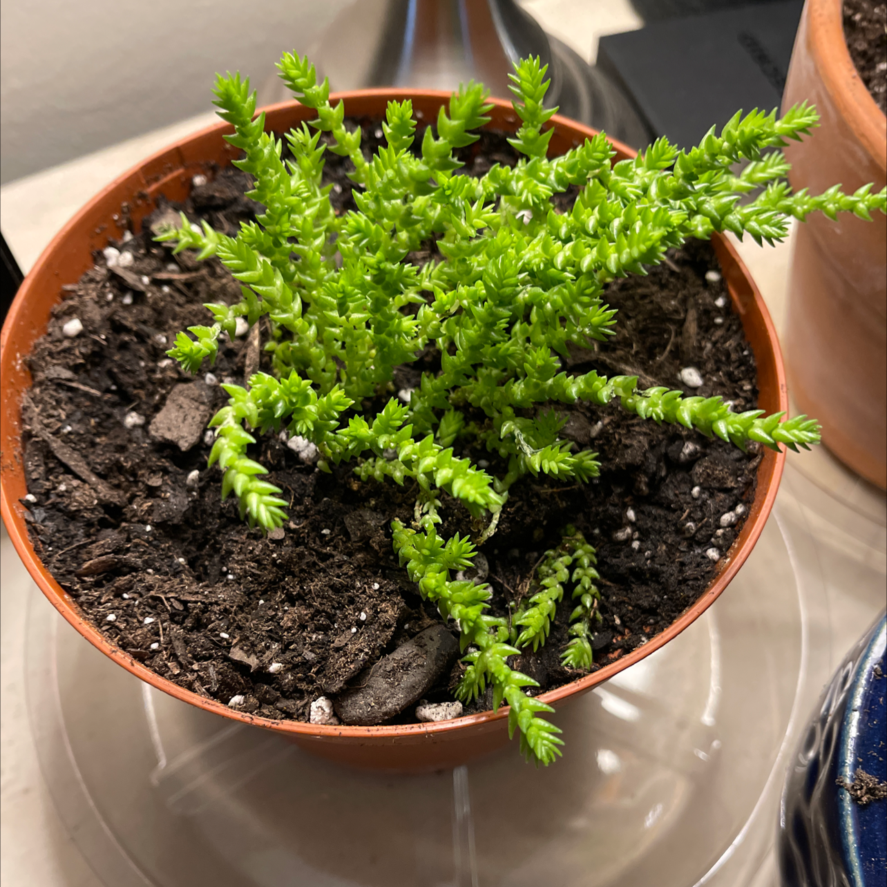 Healthy Rattail Crassula plant in a small pot with visible soil.