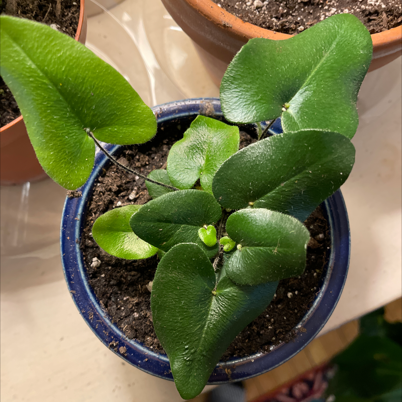 Heart Fern plant in a small pot with healthy green leaves and visible soil.