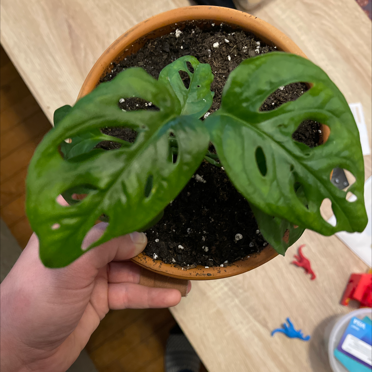 Healthy Monstera deliciosa houseplant with fenestrated leaves in a terracotta pot, held by a human hand.