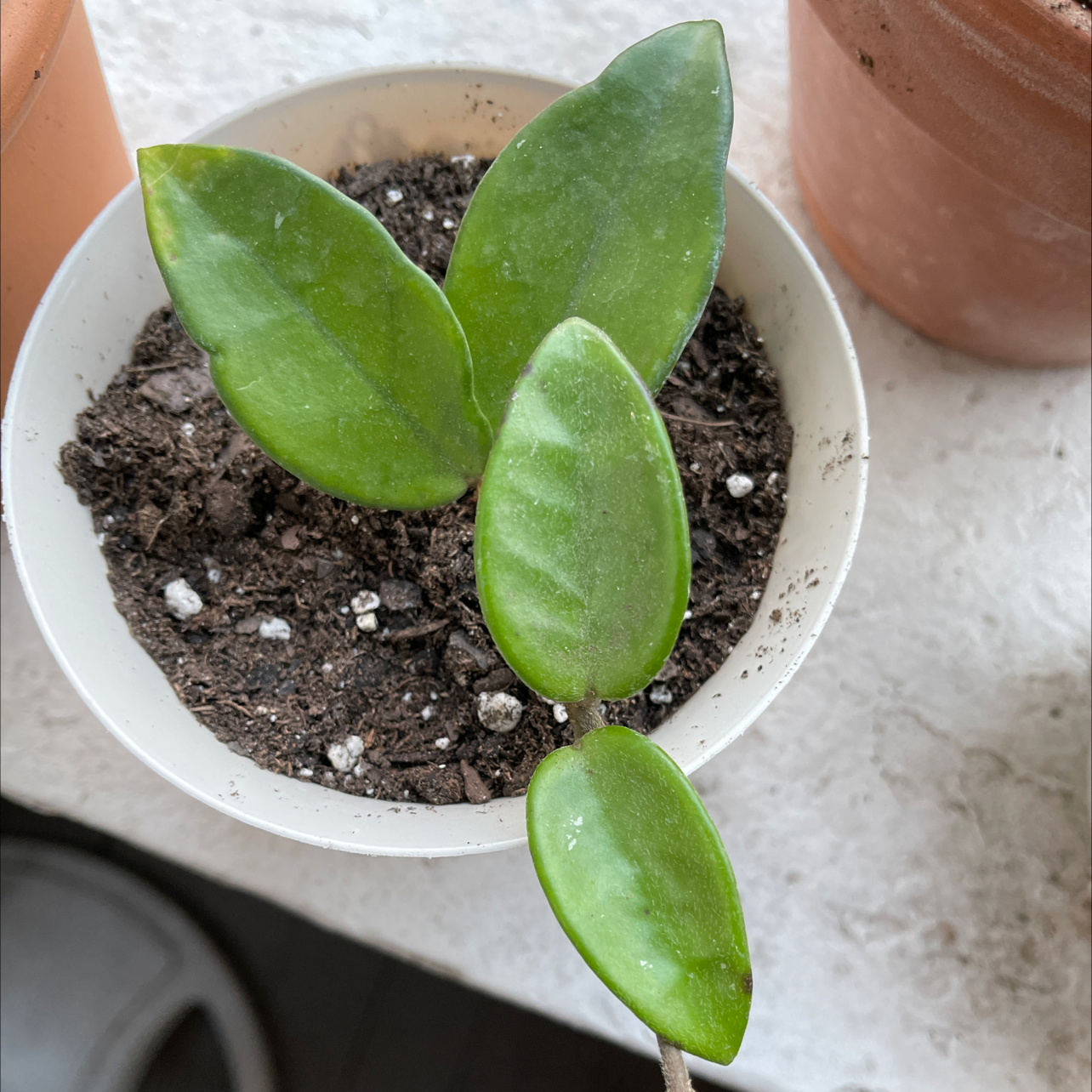 Close-up of a healthy waxplant succulent with thick, waxy green leaves growing in a small pot with well-draining soil.