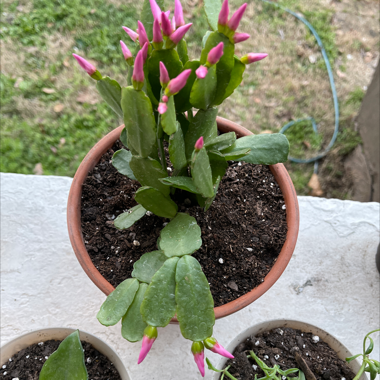 Potted Easter Cactus with healthy green leaves and pink buds, indicating it is about to flower.
