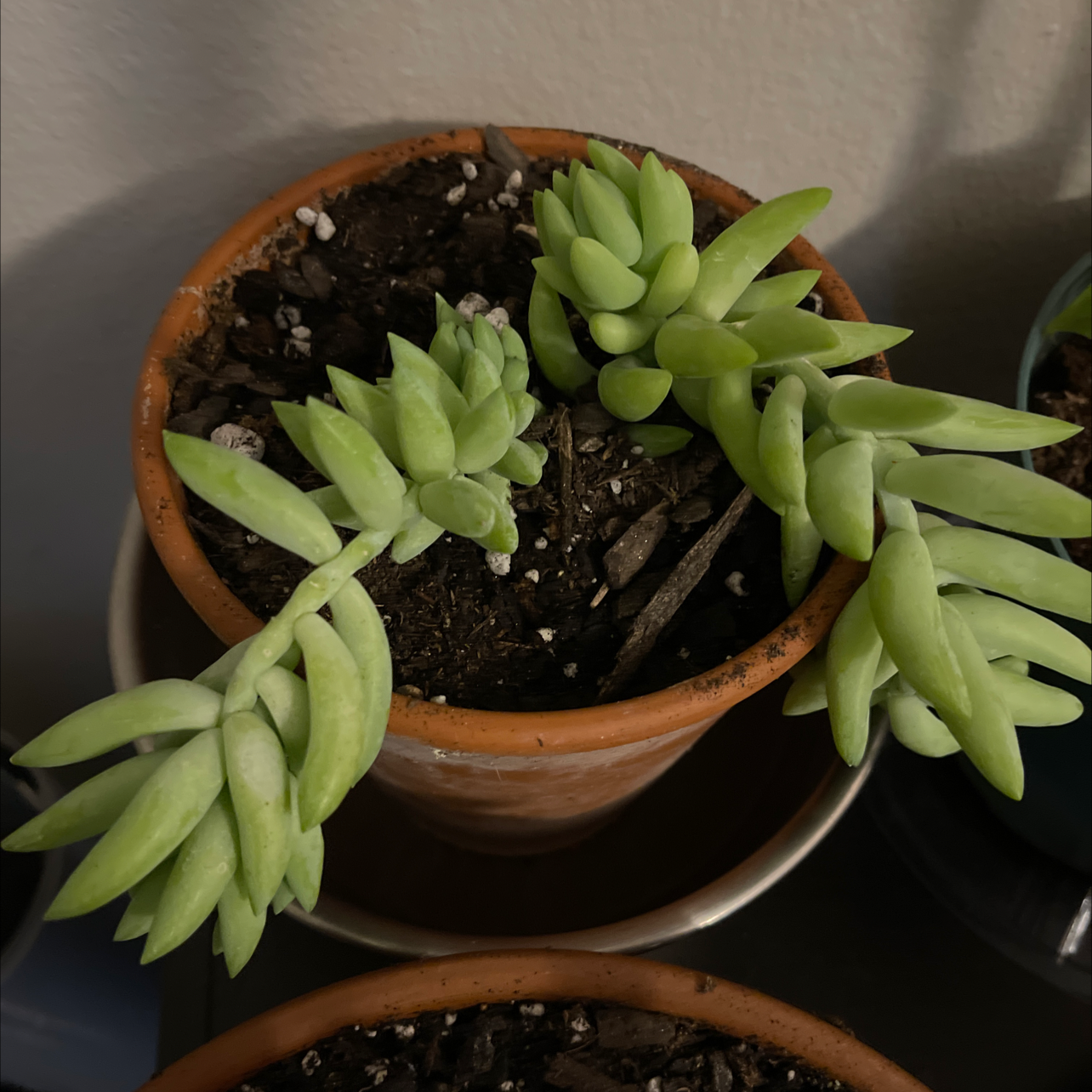 Healthy Burro's Tail succulent with long trailing stems and plump green leaves in a terracotta pot, with a hand showing growth habit.