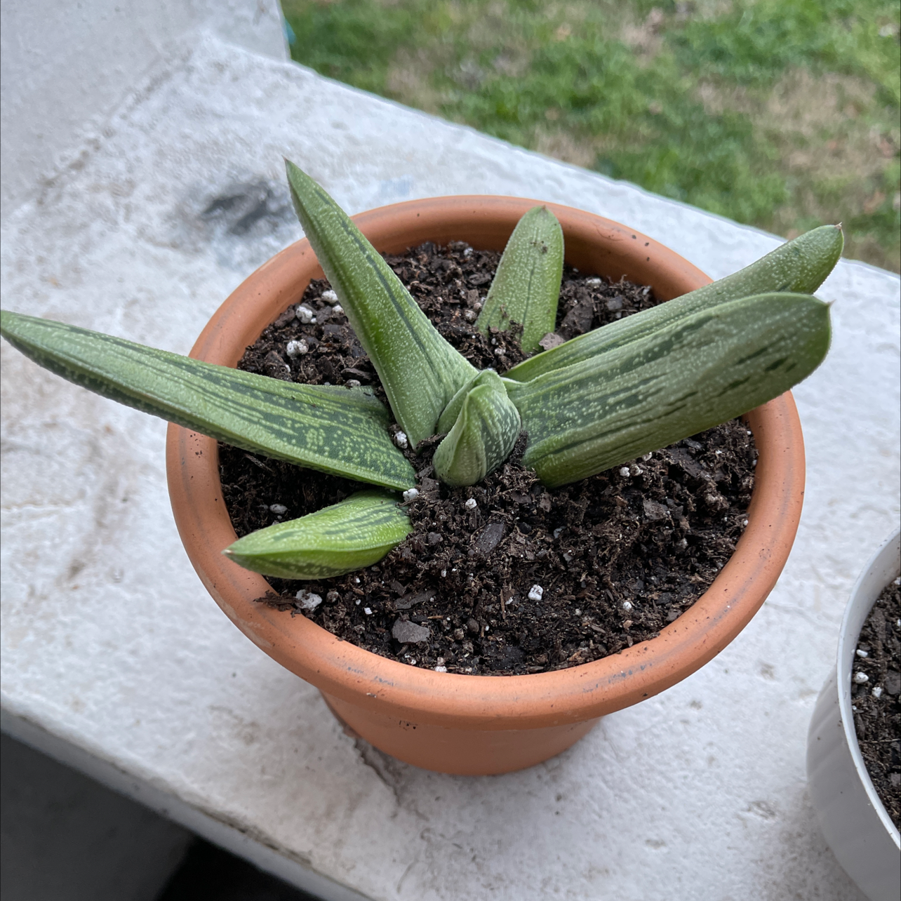 A healthy potted Ox Tongue plant with long, pointed green leaves growing in dark potting mix soil.