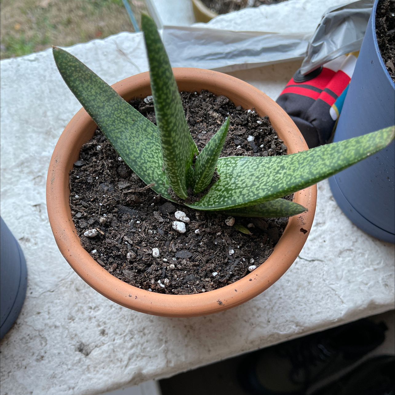 Potted Ox Tongue plant with spotted green leaves held by hands, in good health, soil visible in terracotta pot, well-framed.