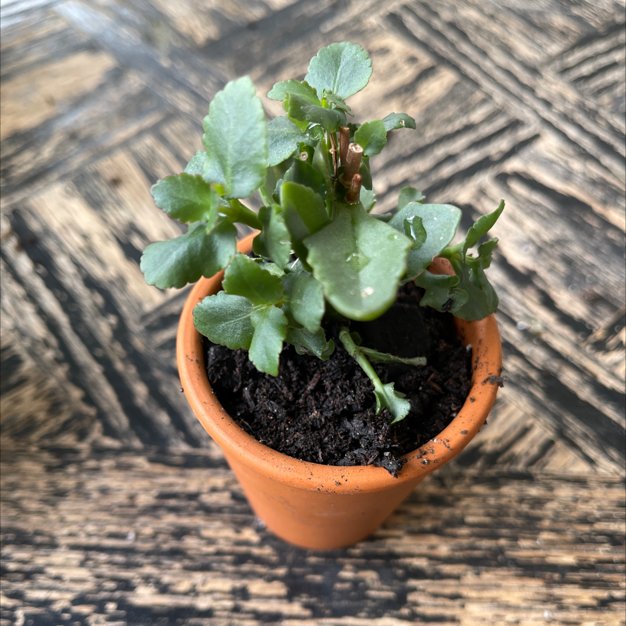 A healthy young Kalanchoe plant with glossy green leaves, potted in a small terracotta pot with dark soil, on a wooden surface.