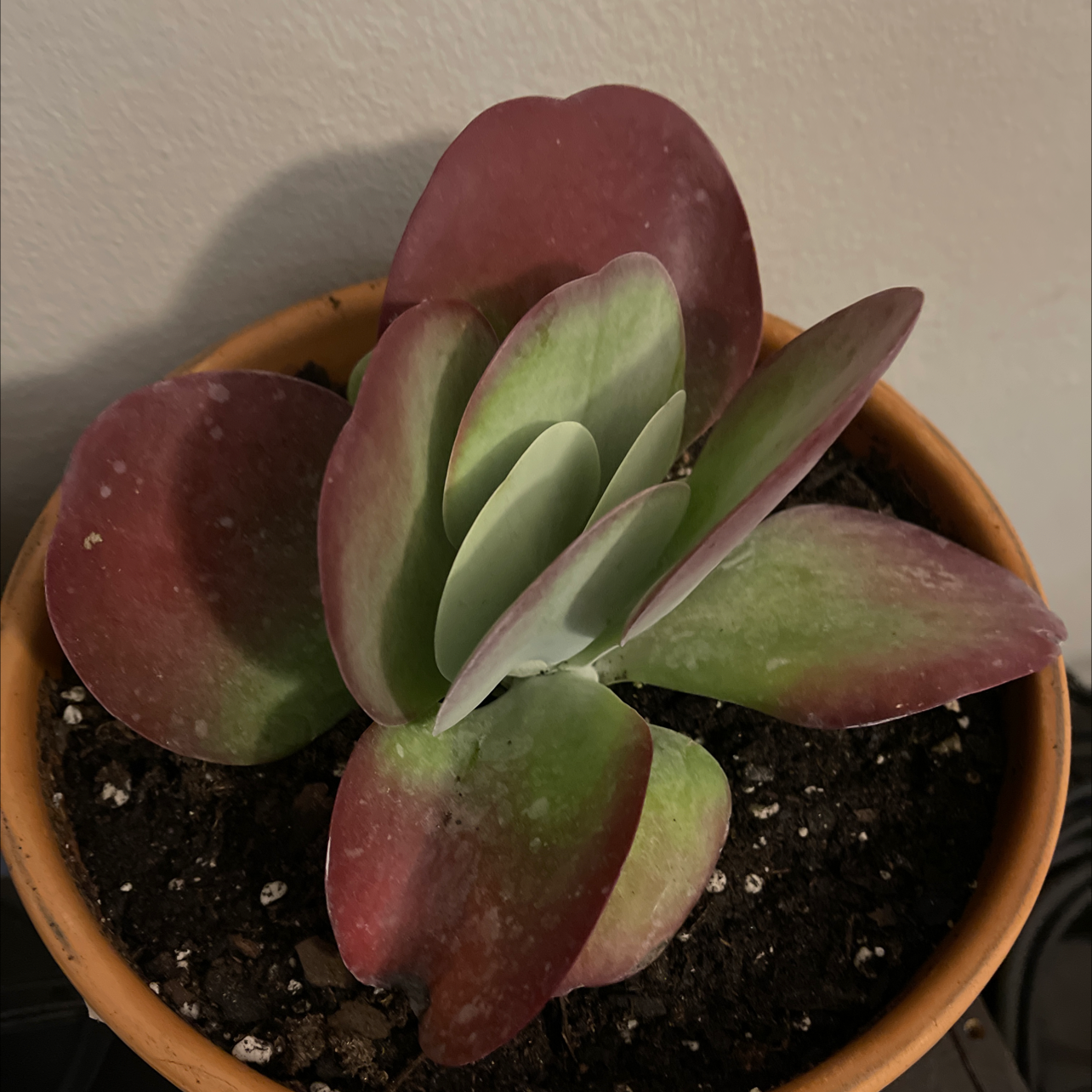 Flapjacks plant (Kalanchoe thyrsiflora) in a pot with green and red paddle-shaped leaves.