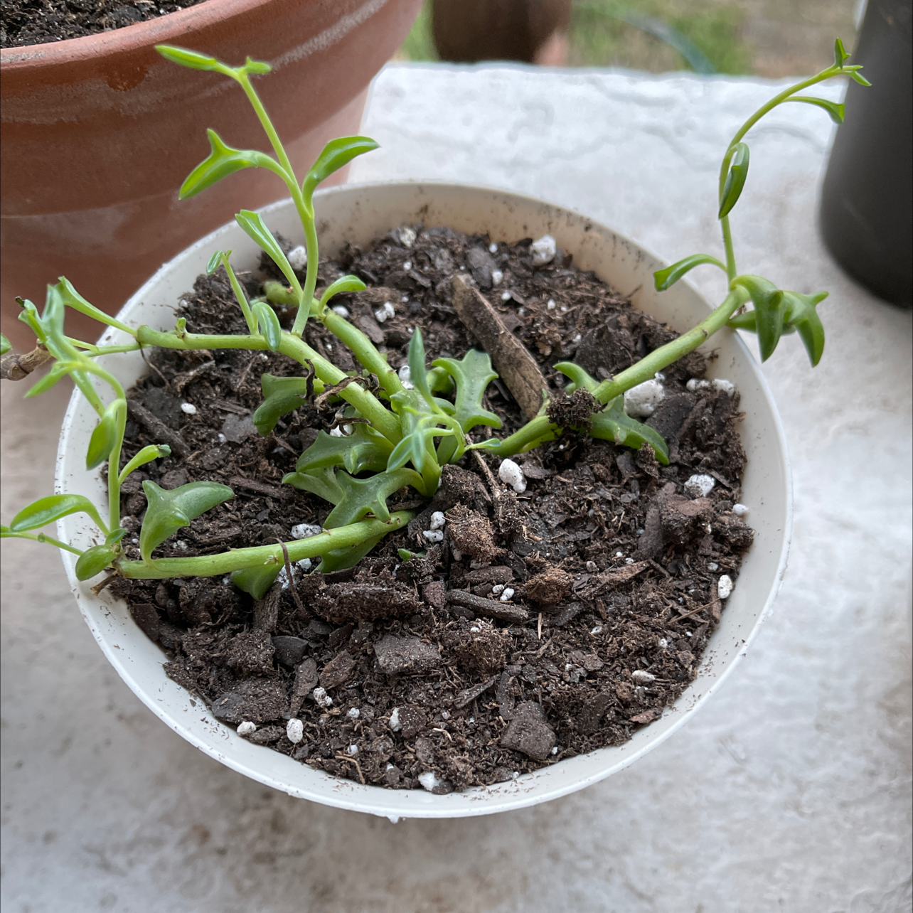 String of Dolphins plant in a small pot with visible soil.