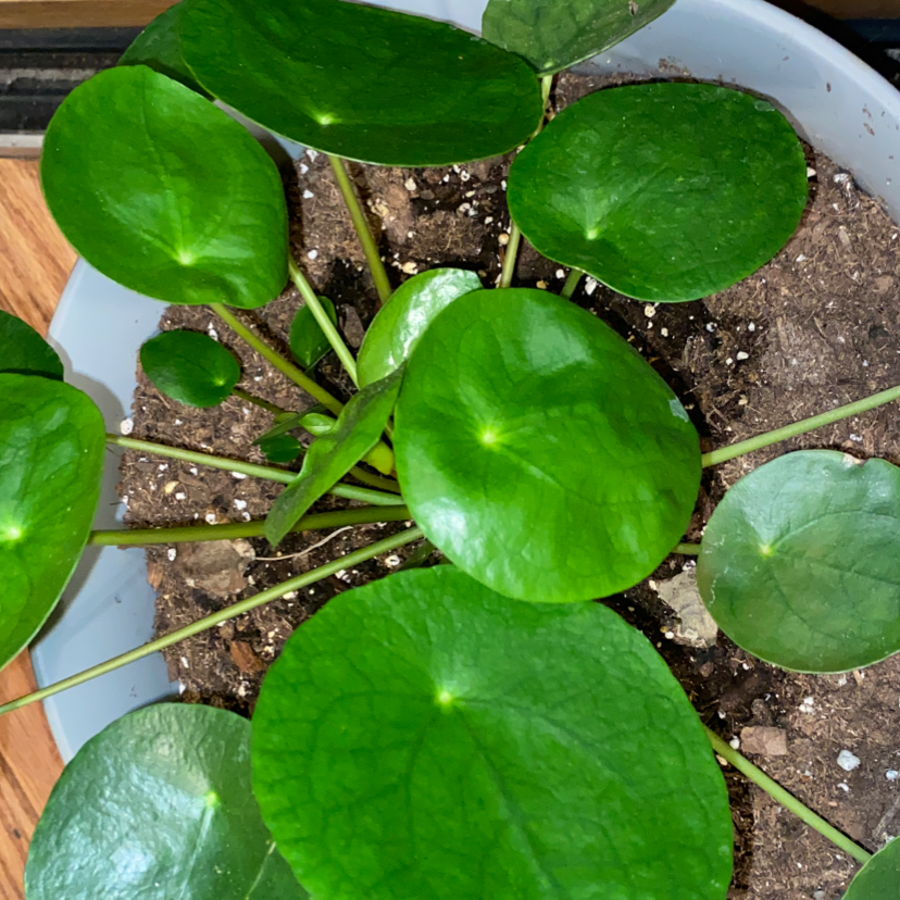 Chinese Money Plant plant photo by Autumn named Lilly on Greg, the plant care app.